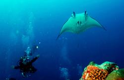 Palau Scuba Diving Holiday. Diving with Mantas.